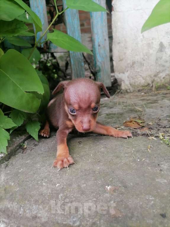 Собаки в Новочеркасске: Русский Той-терьер  Девочка, 10 000 руб. - фото 8