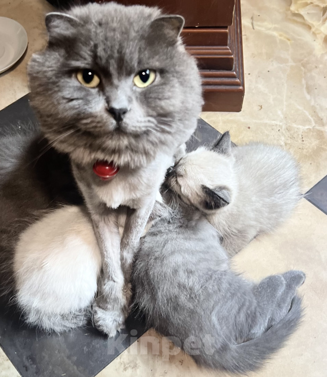 Кошки в Москве: Продаю котеночка Мальчик, 3 000 руб. - фото 6