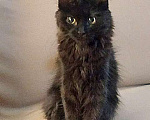 Кошки в Москве: Маленькое чудо Яшенька, милейший черный котенок в добрые руки Мальчик, 10 руб. - фото 1