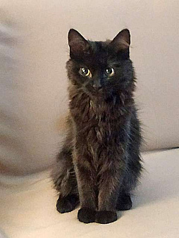 Объявление: Маленькое чудо Яшенька, милейший черный котенок в добрые руки, 10 руб., Москва