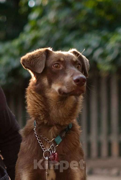 Собаки в Всеволожске: Боб ищет дом Мальчик, Бесплатно - фото 5