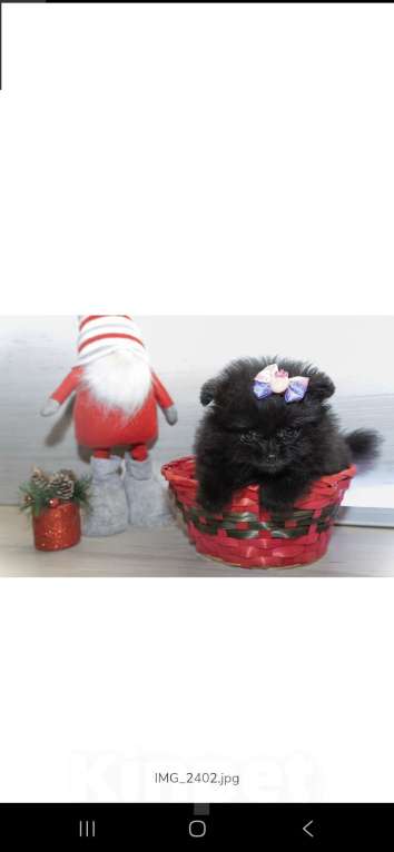 Собаки в Самаре: Продажа щенков Девочка, 70 000 руб. - фото 4