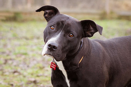 Бывшедомашняя собака в приюте, ищет дом