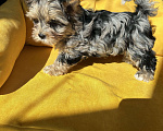 Собаки в других городах Московской области: Цветные йорки Разнополые, 50 000 руб. - фото 7