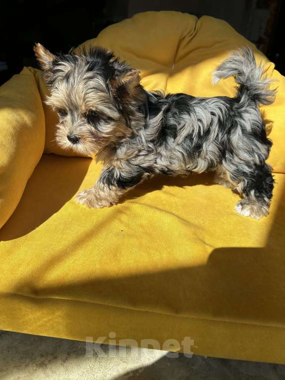 Собаки в других городах Московской области: Цветные йорки Разнополые, 50 000 руб. - фото 7