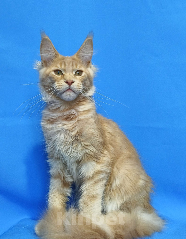 Кошки в Москве: Котенок Мейн-Кун Мальчик Мальчик, 60 000 руб. - фото 2