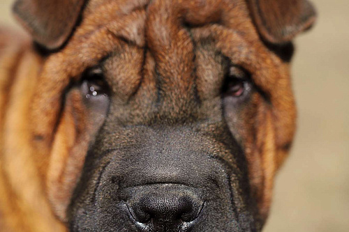 Продать щенка