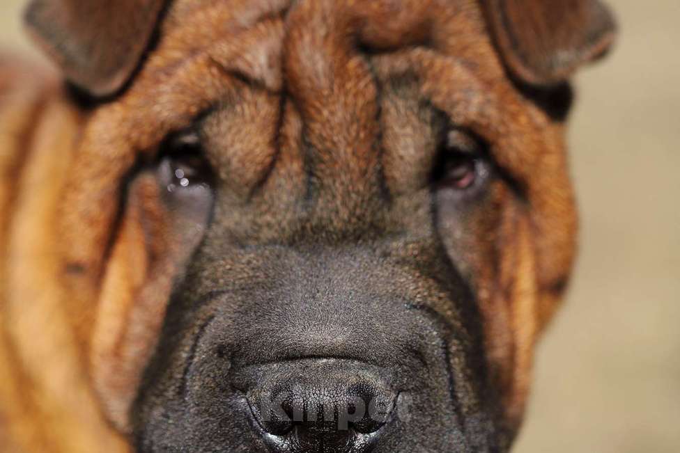 Собаки в Туле: Продать щенка Девочка, Бесплатно - фото 1