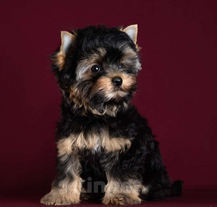 Собаки в Балашихе: Олик Мальчик, 35 000 руб. - фото 1