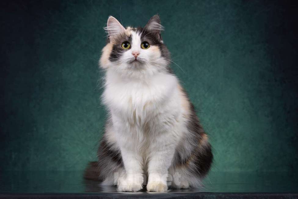 Кошки в Москве: Красавица Моника ищет любящую семью Девочка, Бесплатно - фото 6