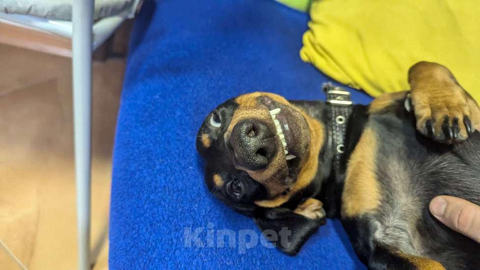 Собаки в Казани: Продам собаку Такса Мальчик, 5 000 руб. - фото 5