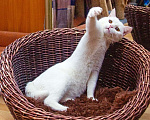 Кошки в Москве: Котик Беляш - белый малыш ищет дом, в дар Мальчик, Бесплатно - фото 9
