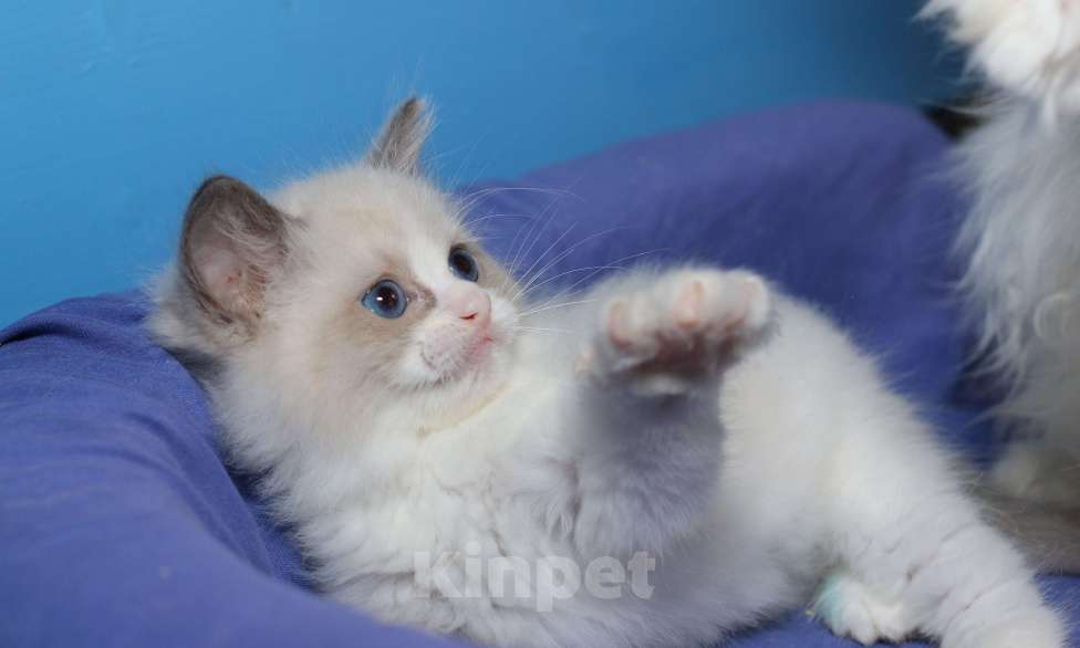 Кошки в Санкт-Петербурге: Рэгдолл Девочка, 60 000 руб. - фото 5