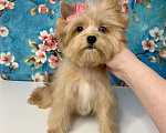 Собаки в Москве: Рыжий йорк с голубыми глазами девочка мини Девочка, 95 000 руб. - фото 3
