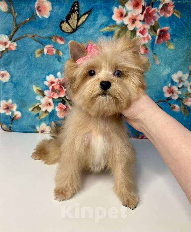 Собаки в Москве: Рыжий йорк с голубыми глазами девочка мини Девочка, 95 000 руб. - фото 3