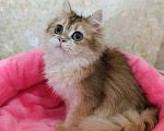 Кошки в Санкт-Петербурге: Золотой британский котик Мальчик, 9 000 руб. - фото 4