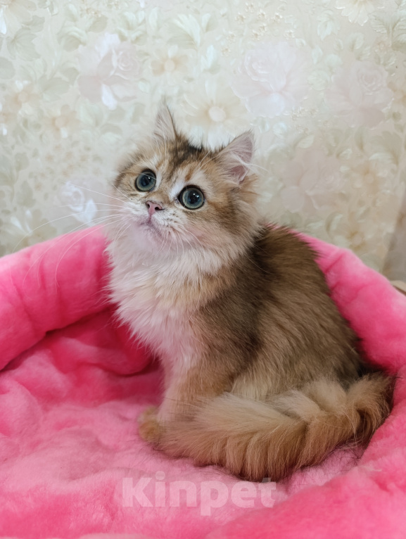 Кошки в Санкт-Петербурге: Золотой британский котик Мальчик, 9 000 руб. - фото 4