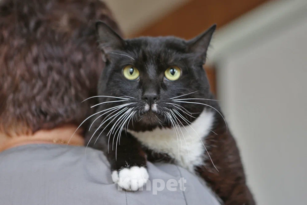 Кошки в Москве: Кот Бегемот Черныш в добрые руки  Мальчик, Бесплатно - фото 3