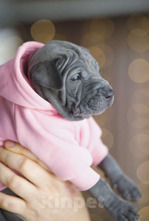 Собаки в Санкт-Петербурге: Тайский риджбек щенок Девочка, 140 000 руб. - фото 3