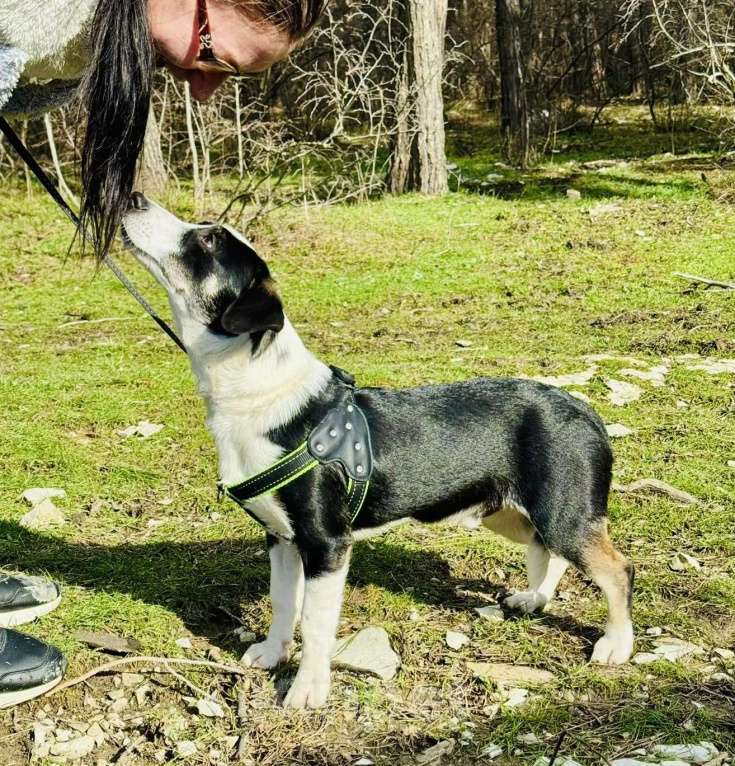 Собаки в других городах Краснодарского края: найдите меня,вот он я Мальчик, 10 руб. - фото 3