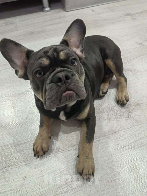 Собаки в Краснодаре: Французский бульдог, щенок Мальчик, Бесплатно - фото 3
