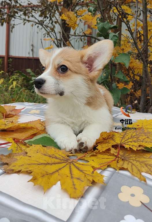 Собаки в Москве: Девочка вельш корги пемброк  Девочка, 55 000 руб. - фото 2