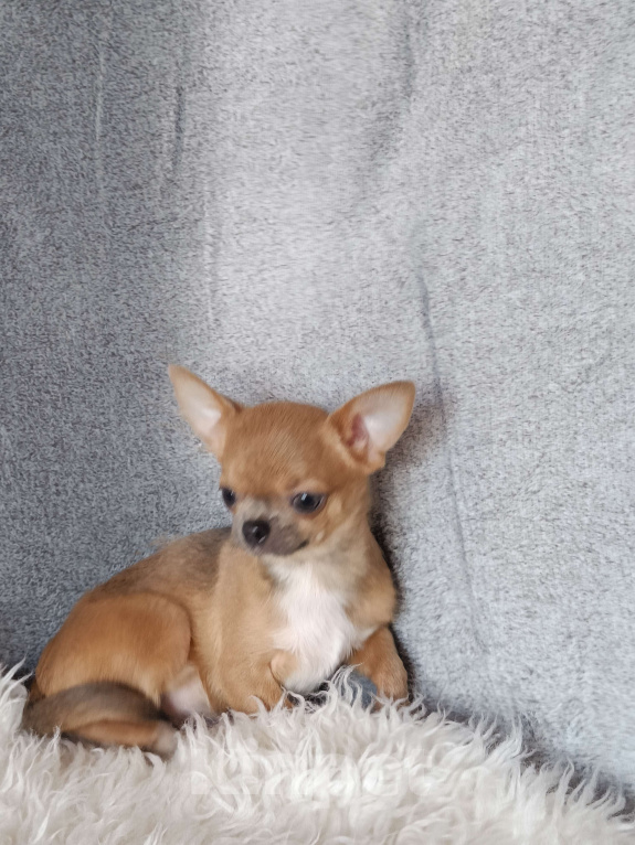 Собаки в Москве: Миниатюрная курносая красотка Девочка, 92 000 руб. - фото 3