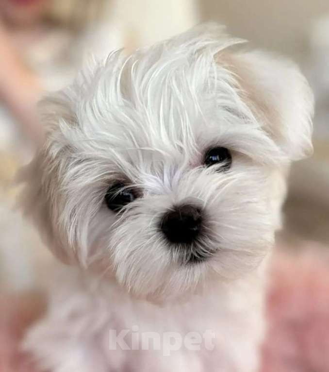 Собаки в Москве: продаю Девочка, Бесплатно - фото 1