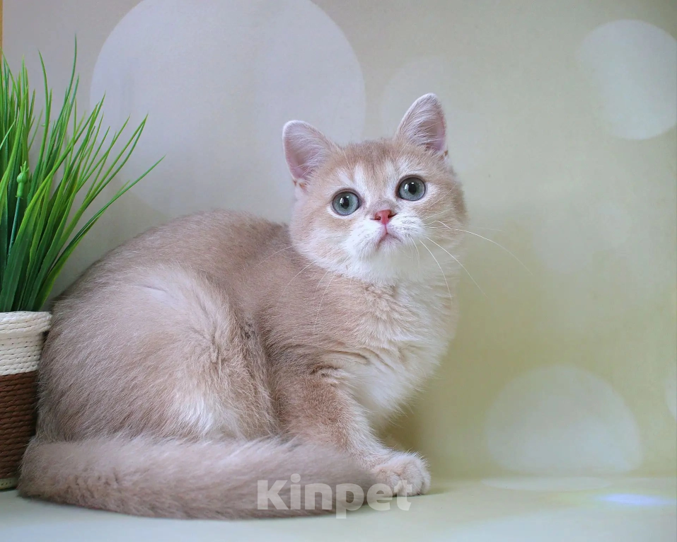 Кошки в Донецке: Британский короткошерстный котенок Мальчик, 55 000 руб. - фото 4
