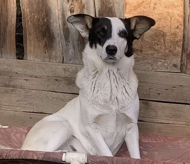 Собака в добрые руки