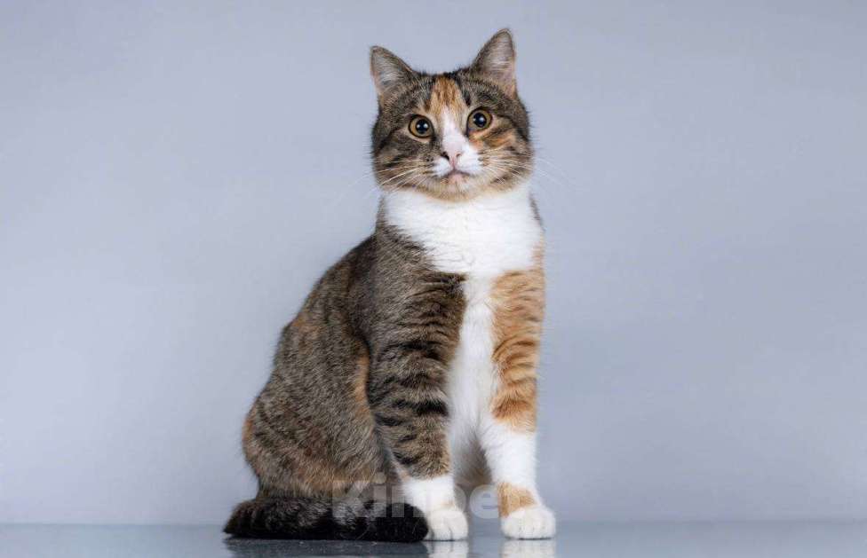 Кошки в Москве: Молоденькая кошечка Трикси ищет дом. Девочка, Бесплатно - фото 1