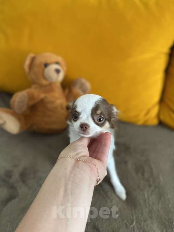 Собаки в Краснодаре: Чишка девочка Девочка, 25 000 руб. - фото 2