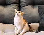 Кошки в Серпухове: Котенок в добрые руки Девочка, Бесплатно - фото 4