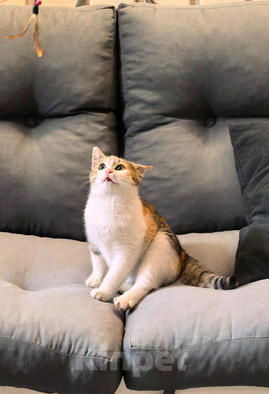 Кошки в Серпухове: Котенок в добрые руки Девочка, Бесплатно - фото 4