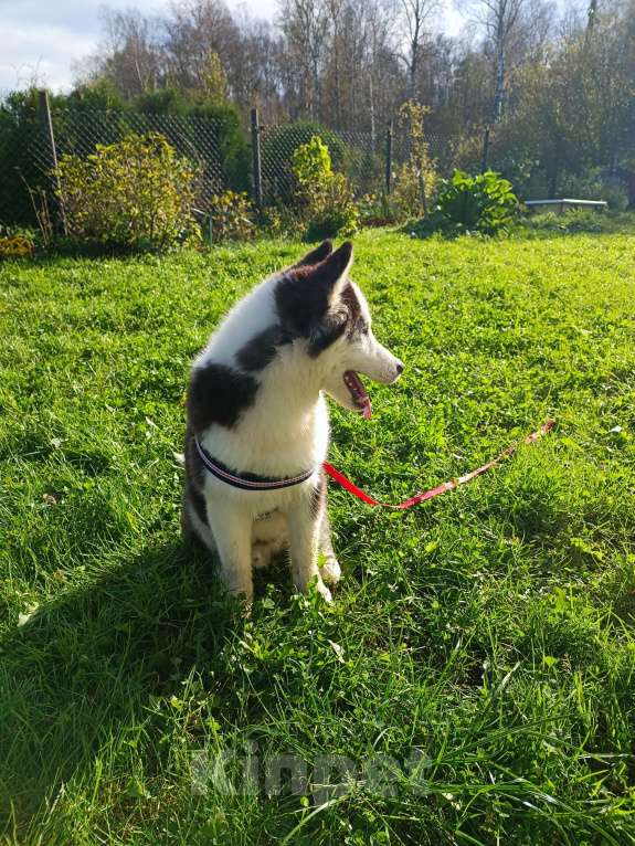 Собаки в других городах Ленинградской области: щенок помски  Мальчик, 29 000 руб. - фото 2