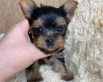 Собаки в Москве: Йорк бебифейс мальчик Мальчик, 65 000 руб. - фото 4