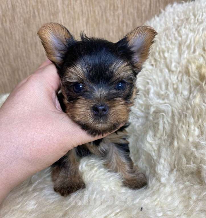 Собаки в Москве: Йорк бебифейс мальчик Мальчик, 65 000 руб. - фото 4