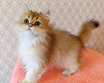 Кошки в Санкт-Петербурге: Золотой британчик Мальчик, 22 000 руб. - фото 8