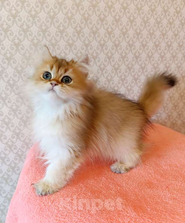 Кошки в Санкт-Петербурге: Золотой британчик Мальчик, 22 000 руб. - фото 8