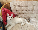 Кошки в Долгопрудном: Крем на серебре мейн-кун  Мальчик, 60 000 руб. - фото 3