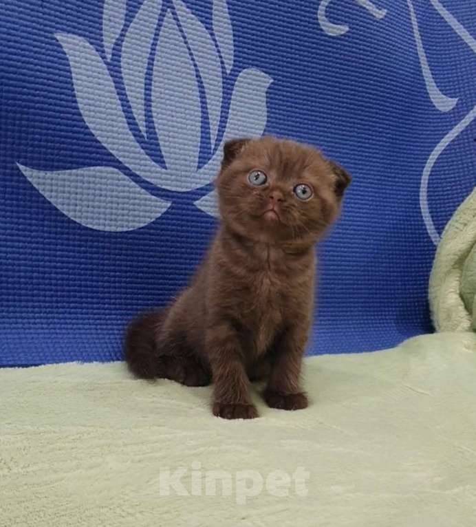 Кошки в Москве: Шотландские вислоухие котята. Девочка, 25 000 руб. - фото 3