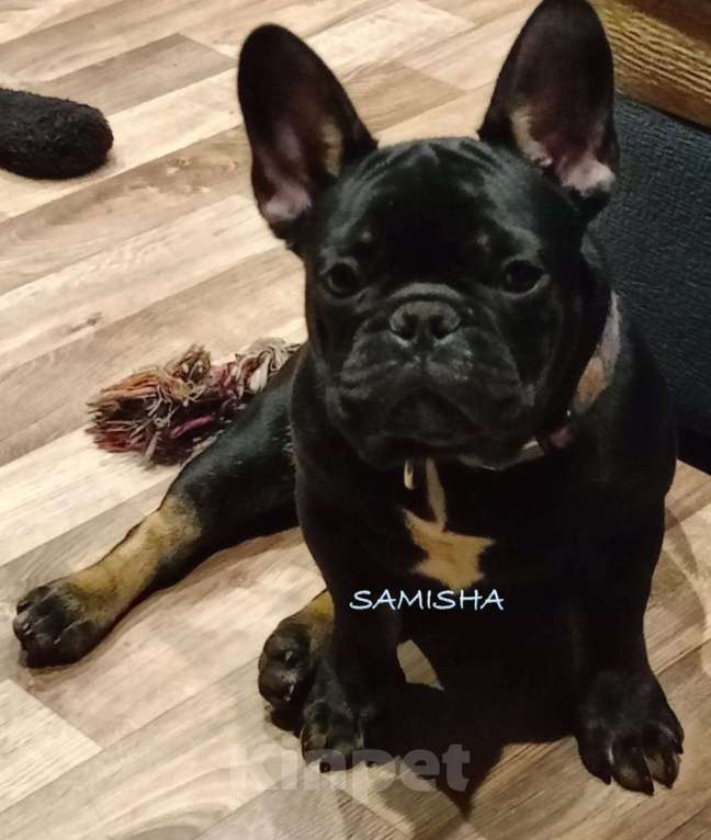 Собаки в Москве: черный бриллиант Мальчик, 90 000 руб. - фото 2