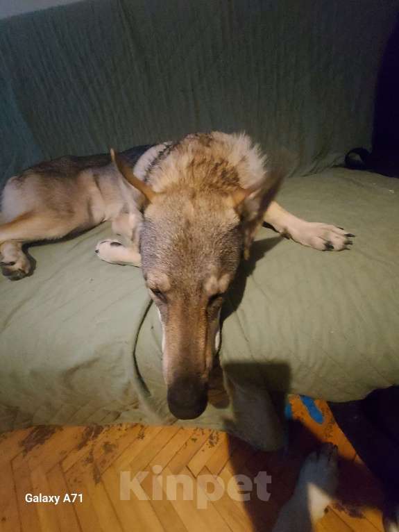 Собаки в Санкт-Петербурге: Собака на продажу  Девочка, 100 000 руб. - фото 1