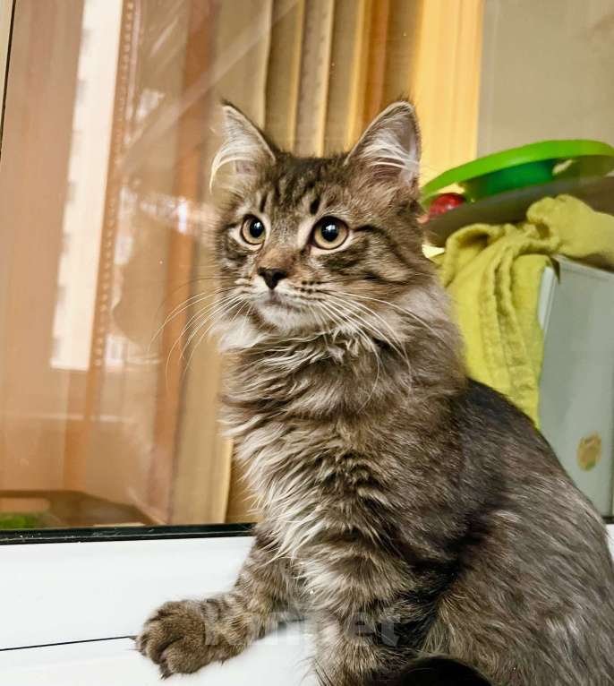 Кошки в Москве: Бесхитростный пушистик, котенок Джой в добрые руки Мальчик, Бесплатно - фото 4