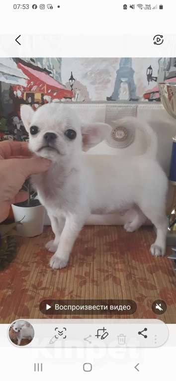 Собаки в Москве: Беленький мальчик г/ш Мальчик, 22 000 руб. - фото 3