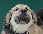 Собаки в Москве: Ваниль, щенок кудряшка из приюта Девочка, Бесплатно - фото 1