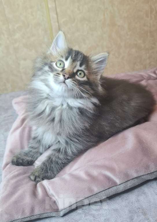 Кошки в Москве: Пушистый котенок в добрые руки  Мальчик, Бесплатно - фото 10