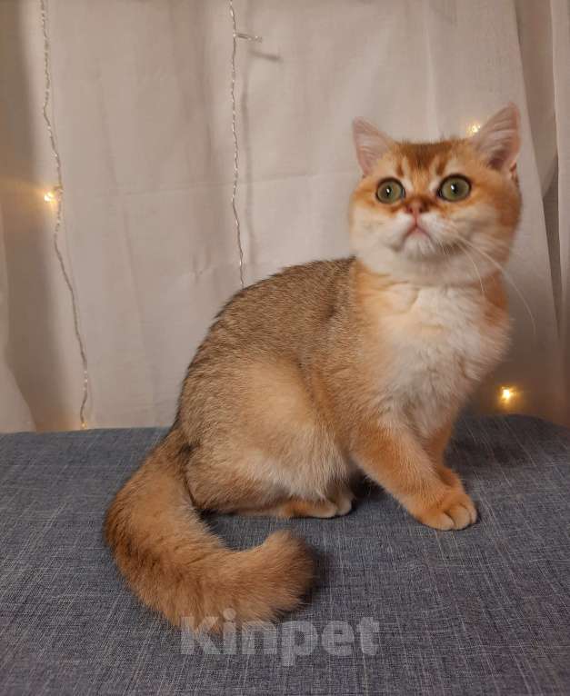 Кошки в Ярославле: Самый лучший...для Вас Девочка, 35 000 руб. - фото 2