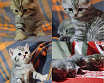 Кошки в Дмитре: Гарант-вязка с серебристым красавцем, 1 руб. - фото 2