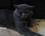 Кошки в Черкесске: Вязка. Британский прямоухий опытный кот., 1 000 руб. - фото 5